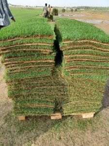 العشب الطبيعي بالمدينة المنورة